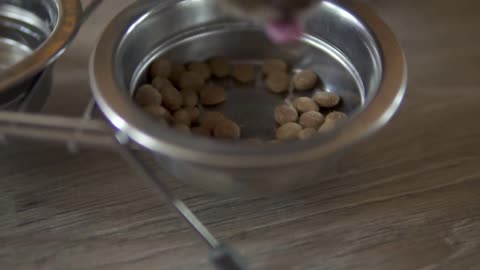 A female cat eating dry food from metal dish. Metal dish with food and water. Slowmotion shot