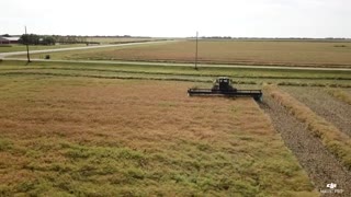 Swathing canola 2020