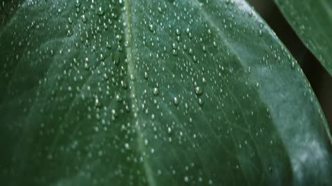 Leaf Close-Up