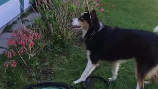 Aussie/Husky plays with ballon.