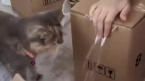 Funny Video: Cat Helps Owner Wrap a Package by Cutting Tape with Its Teeth! 🐱😂