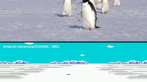 Antarctic Adventure game and Adélie penguins in the sea ice.