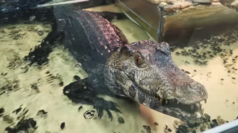 Dark crocodile in a zoo pool water. Close up portrait alligator muzzle