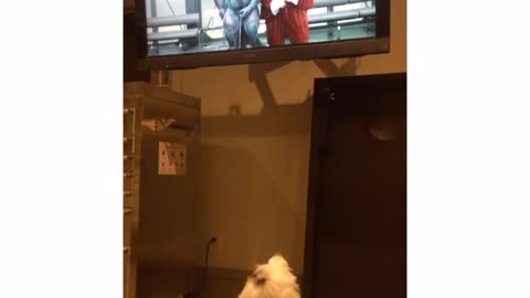 White dog watches austin powers