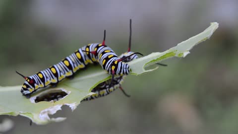 Caterpillar insects danus