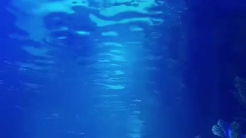 Swimming With Dolphins