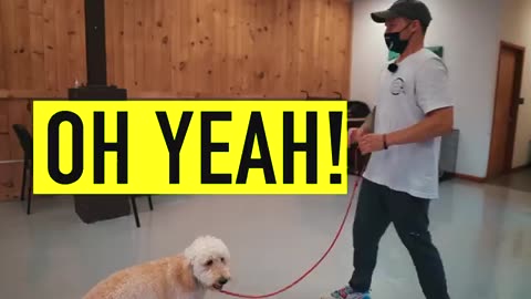 Training 🐶🐕 to dogs simple technique