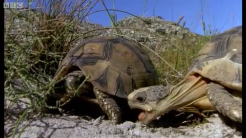 The Season of Love | Mountain of the Sea | BBC Earth