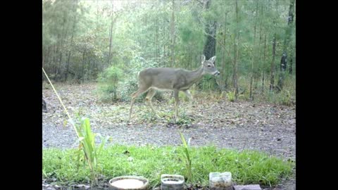 Southeast Texas Backyard Wildlife Garden 92