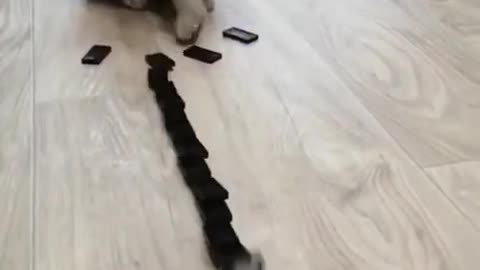 Intelligent cute cat