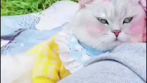 pretty cat, beautiful cat