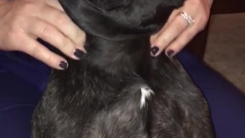 Lady in blue scrubs gives black french bulldog massage