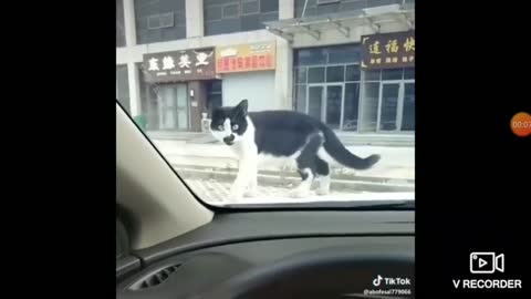 This little cat is afraid of car horn ( REALLY FUNNY !!! )