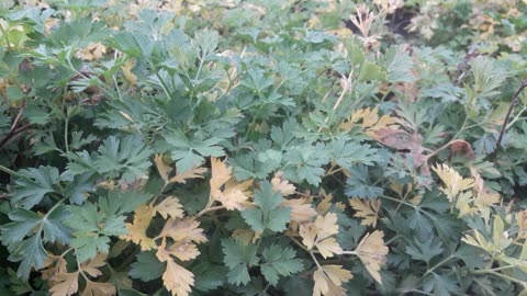 Autumn parsley