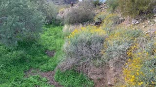 Hiking the Arizona Desert