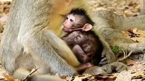 compilation | baby animals 79 | cute animals 79 | kids #shorts