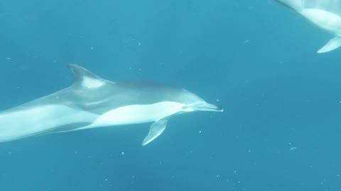 Group of Dolphins Swimming Underwater