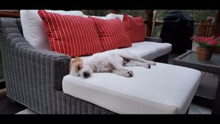 [jack Russell Terrier Ares] three naughty boys