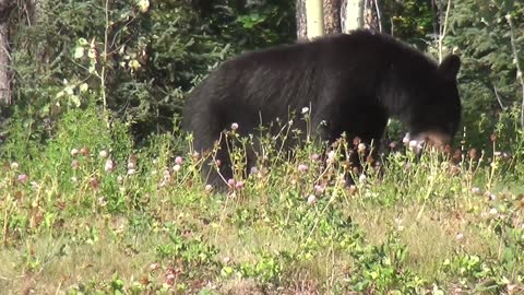 The beautiful black baby bear is eating grass with his mother.