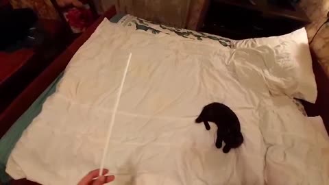 Playful kitten never gets tired.