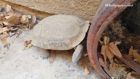 Tortoise bite rusty screw headbutt