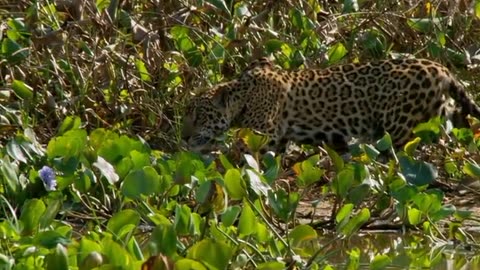 Leopard attack on crocodile amazing video clip