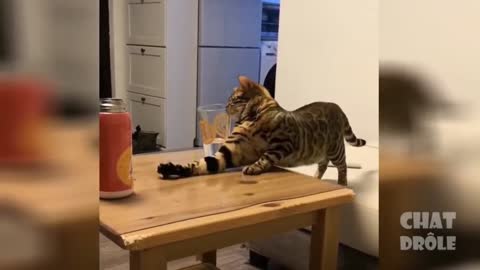 a funny cat drinks water