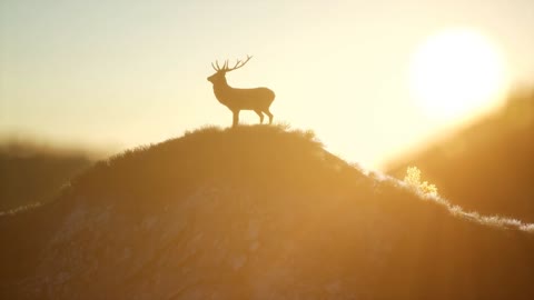 Deer Male in Forest at Sunset