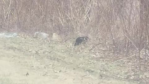 Mother Bear Goes Back and Forth with Babies