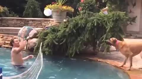 Dog playing volleyball with man