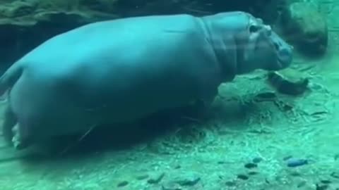 Hippo swimming in transparent water #shorts #viral #shortsvideo #video