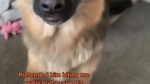 He said ‘ah she got me’ 😆 #dogsoftiktok #tiktok #funny #dog #shorts #Viral