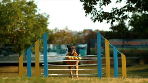 Dog jumping with ball basket