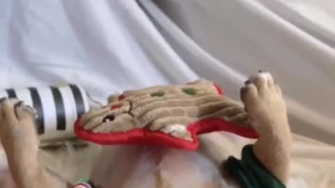 Dogs Christmas video