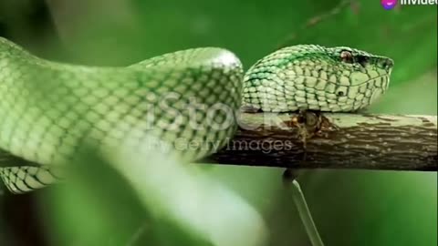 Unveiling the Mighty King Cobra the Amazing World's Longest Venomous Snake