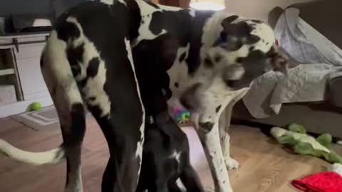 The Great Dane Video 50