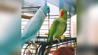 Parrot plays peekaboo with another parrot