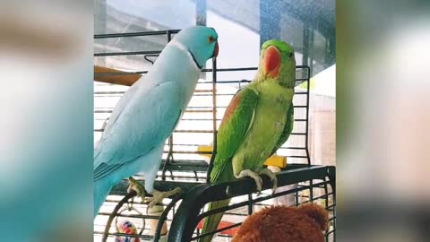 Parrot plays peekaboo with another parrot