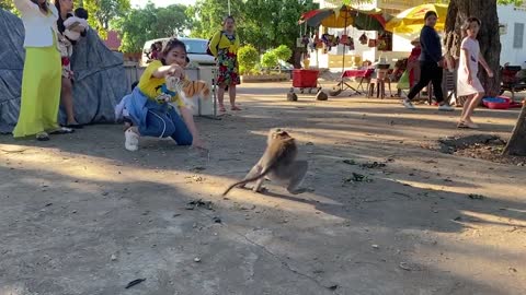 So Funny Fake Tiger Surprise Monkey 😂