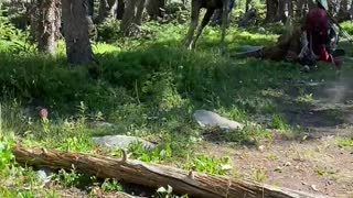 Bull Moose Trot through Campsite