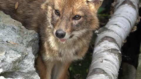 Closeup orange fox in national park Dombai, Caucasus, Russia, Europe