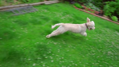 Dog playing toy. Pov of man hand throwing tennis ball. Dog play ball