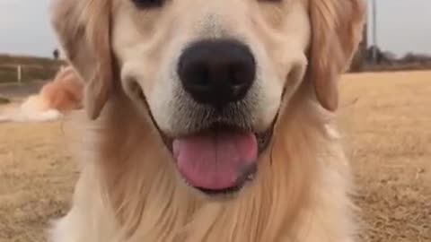 Una sonrisa versión perro