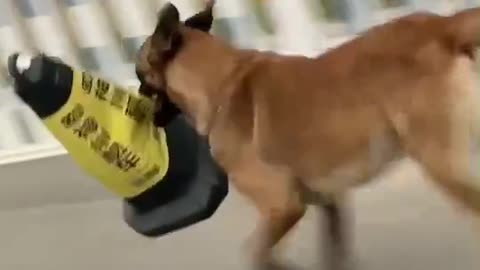 world's smartest dog watch video