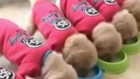 Cute puppies Drinking Milk | Cute Puppies Video For Children