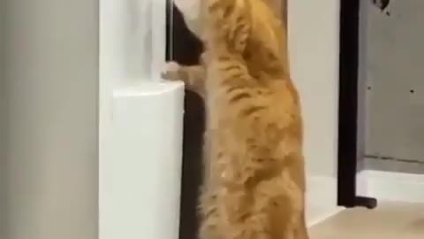 Talented cat Amazing Drinking Water