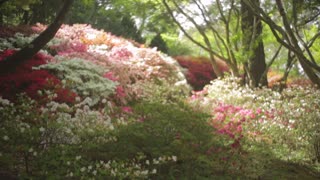 Flowers Blooms Spring Garden Focus Pull Handheld