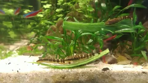 Zebra Pleco's eating cucumber peel