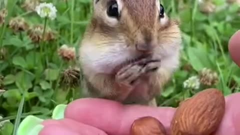 Awesome Funny Pet Animals Videos 😇 #short