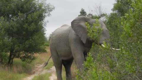 Aggressive elephant chase tourist vehicle